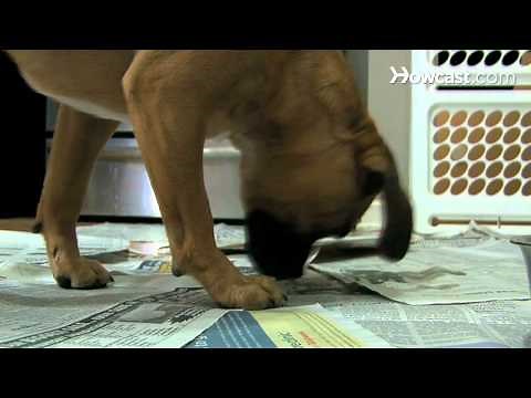 How to Paper-Train Your Dog
