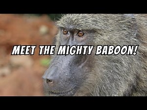 Amazing Baboon Facts, Why Do Baboons Have Colorful Butts? #baboon #baboons #baboon2wild