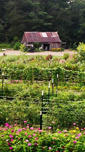 3.9K views · 106 reactions | When we say farm to table, we mean it. Watch this tomato and nigella seed pod go from the garden rows to The Barn to create a dish of grilled, caramelized and buttered tomatoes with fennel pollen and a nigella crisp. #BlackberryFarm #GardenMonth #InTheGarden #TheBarnAtBlackberryFarm | Blackberry Farm | Facebook