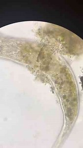 A Whole World in One Drop - Discovering Life Under the Microscope!