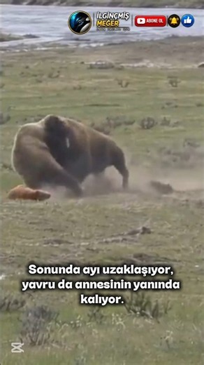 Bison Protecting Her Calf from a Bear...