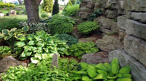 Yard MD: Hosta convention a thrill for gardeners