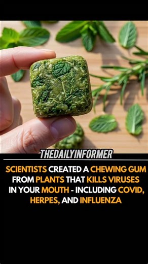 Passang bhutia on Instagram: "BREAKING: Scientists have created a plant-based chewing gum designed to kill viruses inside the mouth. The gum targets viruses at their entry point before they spread deeper into the body. Researchers say it can neutralize COVID, herpes, and influenza strains. The key lies in natural antiviral compounds extracted from specific plants. When chewed, the gum releases these compounds into saliva. This helps reduce viral load in the oral cavity. Lower viral load may redu