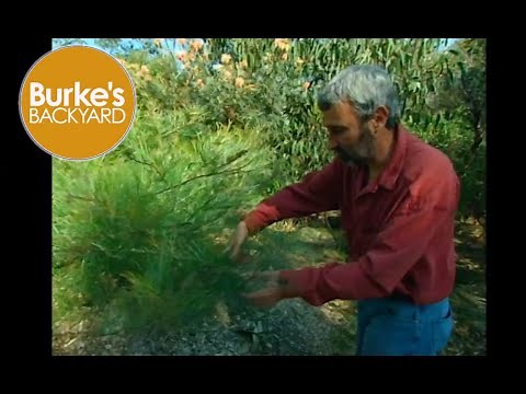 How to Prune Grevilleas. When to Prune Grevilleas.