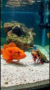 Peak Predator #foryoupage #reels #mantis | REEF TANK Paradise
