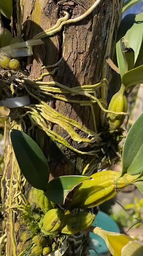 Teach flower lovers a method to plant and grow roots well and see what Dendrobium looks like in nature. Dendrobium orchid, Dendrobium planting, flowers and green plants | Donna Martinez