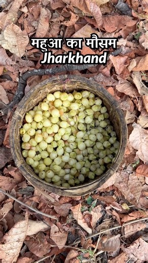 #ranchi #jharkhand #lohardaga #explore #jharkhandi #mahua #adivasi #nature #trekking #viral #2026