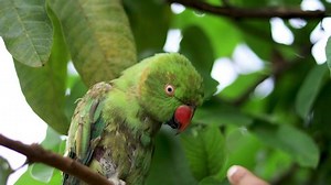 clip-1051930294-angry-parrot-raged-eyes