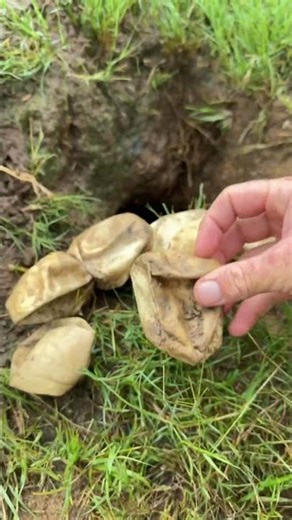 It's misty, murky and this clutch of African Rock Pythons have hatched! 🐍🥚
