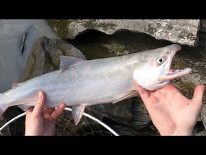Salmon Dip Netting the Copper River Alaska