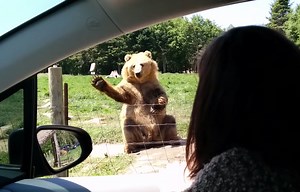 Video: Waving Bear Makes Effortless Catch | OutdoorHub