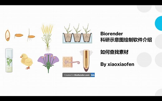 Biorender 科研示意图绘制软件 新手教程(3) 查找各专业领域素材