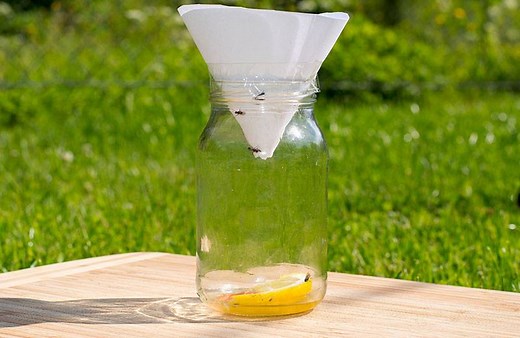 Comment faire un piège à insectes ?