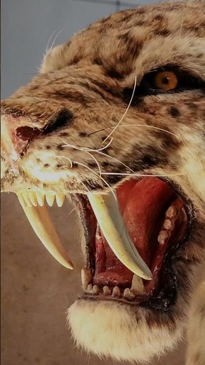 Saber tooth tiger facts | Educational facts for kids!
