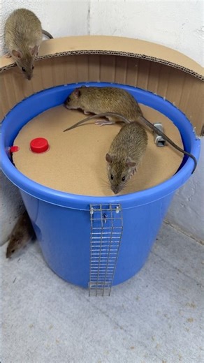 Mousetrap68//How to Make a Humane Mouse Trap Using a Plastic Bucket | Easy DIY #shortvideo