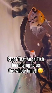 Trio Angel fish spawning😬😬😬 | Albert's Guppy Adventure