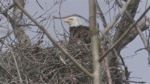 Native wildlife at the North Carolina Zoo