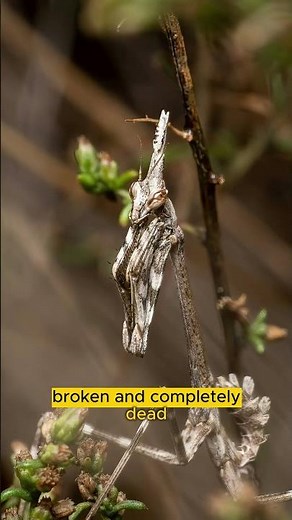 Haunted by the Ghost Mantis #ghostmantis #Mantis #PrayingMantis #ScaryMantis #Horror