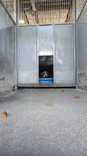 Mama Blade 💔 Mama Blade was wary when I first approached her kennel at Devore Shelter. She moved slowly, eyes watching me carefully, unsure if she could trust anyone. I gave her time and space, propping my phone up and stepping away so she could feel safe on her own. If she is pregnant, she shouldn’t have to go through this surrounded by bars and noise. She needs a quiet, safe place where she can rest and care for her babies, where she can feel secure while they grow strong. Every day she spend