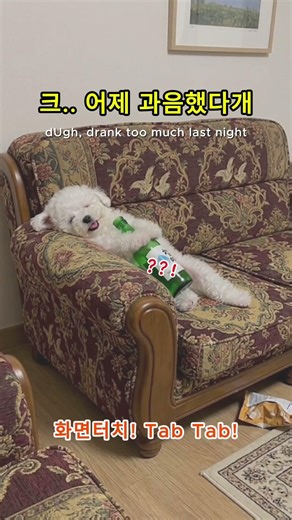 전 세계에서 가장 '팔자 좋은' 낮잠 📸💎 For Real? World's Most 'Carefree' Nap