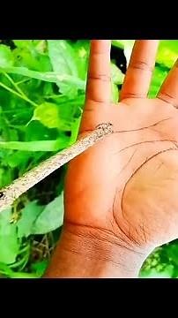 PALMISTRY: How To Read Palms And Reveal People's Future