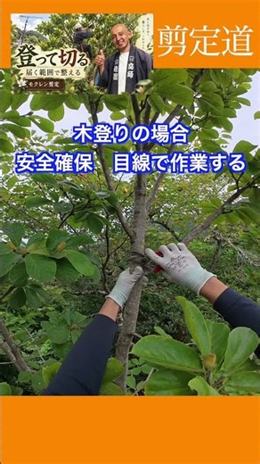 登って切る【手の届くところで整える】 #庭木の管理 #庭作業 #庭木の手入れ #切り戻し #庭木の剪定 #剪定方法 #初心者