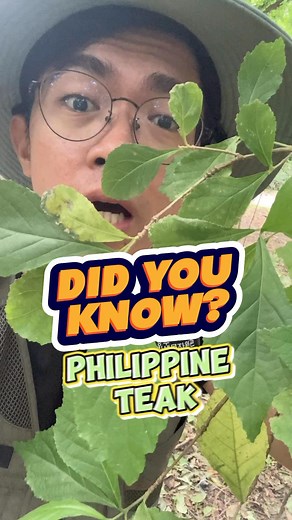 25K views · 1K reactions | Endemic tree, Philippine teak | Ethan Hernandez | Facebook