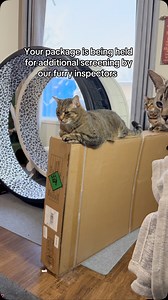 7.4K views · 541 reactions | Screening in process… Unknown wait time  . . . . . . . . . . . . . . . . #cats #tabbycats #bengalcats #instagramcats #petsofinstagram #naughtycats #viralcats #petfluencer #instagrampets #funnycats #catsofig #funnyvideos #funnypets #funnyreels #naughtycats #threenawtycats #petlovers #catlovers #catfluencer . . . | Three Nawty Cats | Facebook