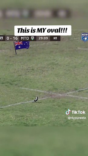 Magpies Take Over: Swooping Season Observed