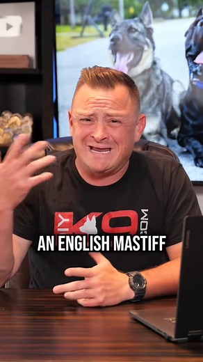 Aggressive Rottweiler Attack and How It Could Have Been Avoided #dog #dogs #puppy #rottweiler #englishmastiff #Kangal #doglover #dogtips #dogtraining #dogtrainingtips #dogadvice #fypシ゚viralシ2023 | Pet Dogs