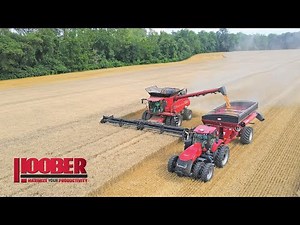 Whaley Farms Wheat Harvest with Case IH 8250 Combines - Queenstown, MD