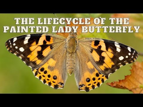 The Lifecycle of the Painted Lady Butterfly