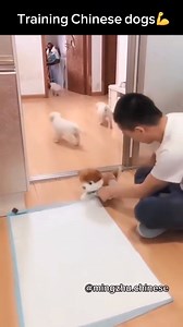 880K views · 6.6K reactions | Do not Do this! And especially don't use puppy pads! | Southend Dog Training | Facebook