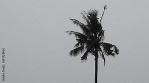 Palm trees blowing in the wind and rain as a hurricane approaches a tropical island coastline