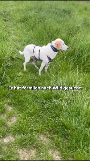 Nadja Berger on Instagram: "Rupert war letztes Jahr in unserem FREILAUFKURS dabei. Steffi war förmlich genervt ihrem Hund dauernd "hinterher zu telefonieren ". Je mehr sie machte, desto mehr machte er dicht. Ergebnis war ein übersteigertes Jagdverhalten. Und daran hatte keiner Freude! "Nach dem Kurs habe ich mehr erreicht, als in 4 Jahren zuvor. " Jetzt telefoniert sie nicht mehr ihm hinterher. Er fragt nach, ist orientiert. Das ist die beste Voraussetzung für entspannte Spaziergänge! #jagdhunde