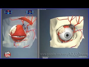 Eye orbit bones | 3D Human Anatomy | Organs