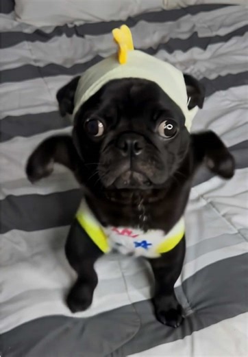 Pug Nicaragua on TikTok