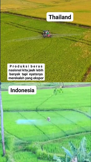 175K views · 565 reactions | Salah satu bukti petani suatu negara sejahtera apabila sudah mampu mengekspor produksi berasnya #petanimillenial #fyp #fypreels #fypviral #jangkauan | Joe | Facebook