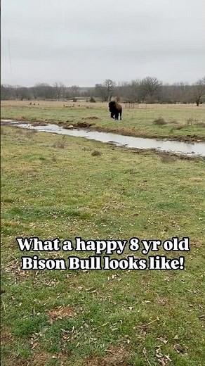 What a Happy 8yr old bison bull looks like! Dunbarrrrrr! #farming #bison #agriculture #buffalo