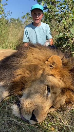 Brooke Carter 🐝 on Instagram: "Look at this HUGE male lion, a big part of a relocation program - to strengthen the genetic diversity of the lions in the area!🦁"