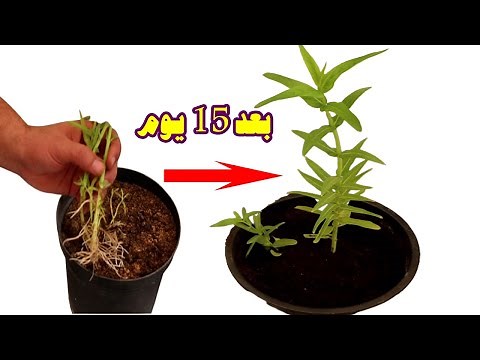زراعة الحبق او النعناع السعودي بطريقة سهلة ومضمونة 100%