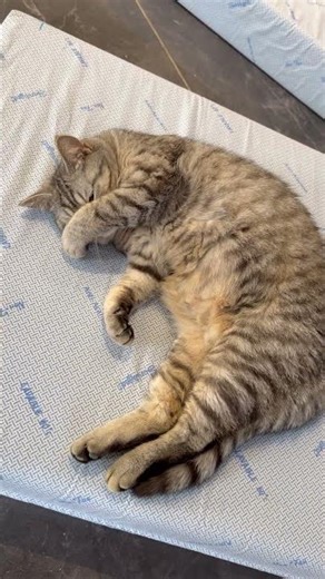 Chat dodo #cats #funny