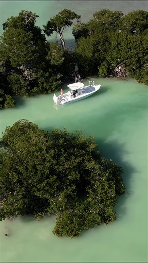 This is bay boat country. 😎 The kind of mangrove fishing where shallow draft and casting platforms matter. The 29BAY handles it without breaking a sweat—then turns around and runs 20 miles offshore when the conditions are right. Built for anglers who fish where others can't. Find your local dealer and learn more at ContenderBoats.com #ContenderBoats #29BAY #BayBoat #BuiltForFishing #InshoreFishing #MangrovesFishing #SkinnyWater #Backcountry #CenterConsole #Sportfishing #SaltwaterFishing #BoatLi