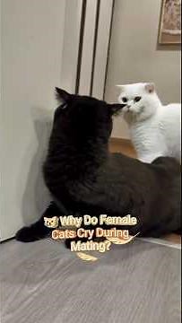 😿 Why Do Female Cats Cry During Mating? | Feline Mating Behavior Explained!
