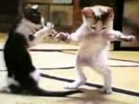 ARAPÇA ŞARKILAR KEDİ