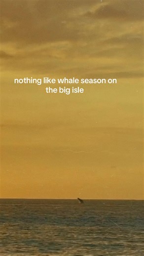 #whaleseason #bigisland | whales