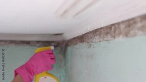 Toxic Black Mould (Stachybotrys) remediation. Mold infestation. Mold cleanup. Antifungal agent