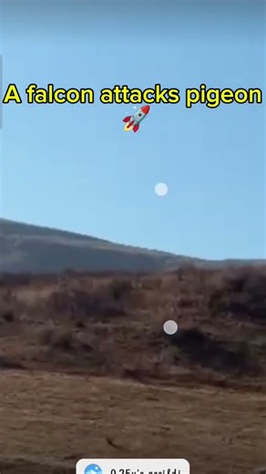 falcon attacks pigeon #falcon #animals #wildlife