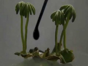 Marchantia polymopha