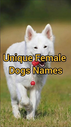 Unique Female Dogs Names | female dog names